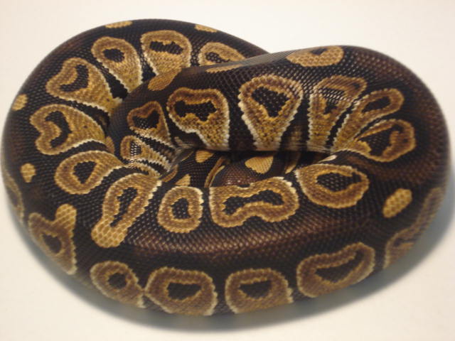 brown stripe male