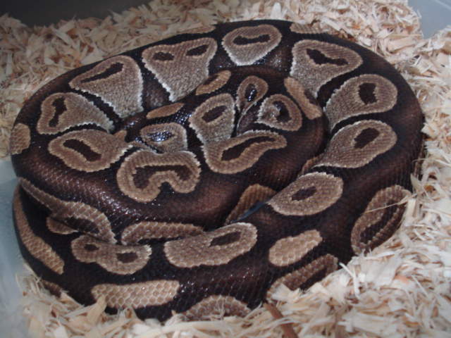 brown stripe female