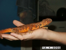 Tabasco in my hand