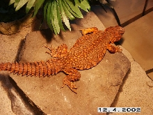 Tabasco basking