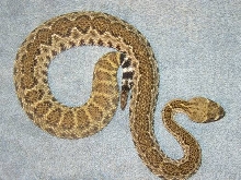 STRIPED C. atrox