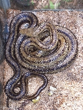 wild caught