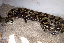 Big Snake