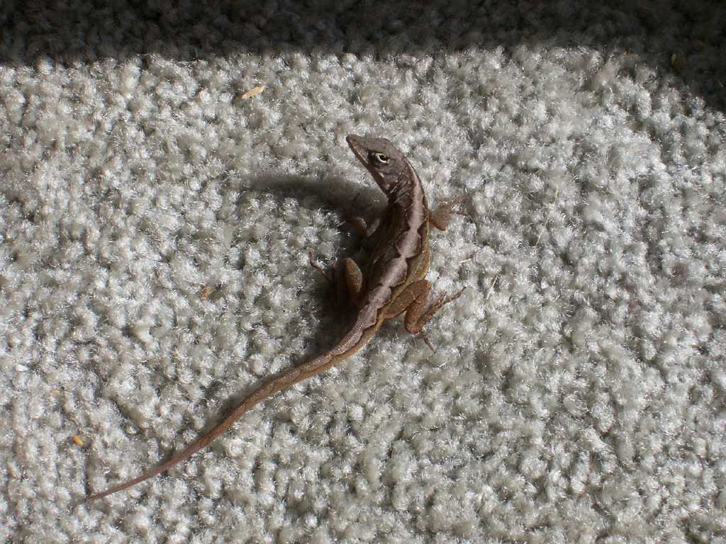 What's this