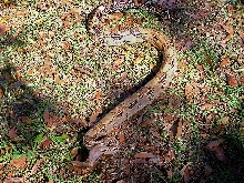 new male