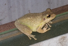 tree frog