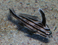 Saltwater - Austin Aquariums