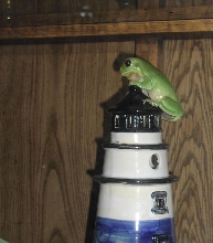 Frog on Lighthouse