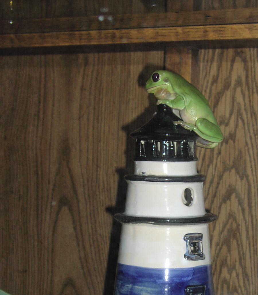 Frog on Lighthouse