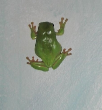 Houdini Scaling the Great Blue Wall