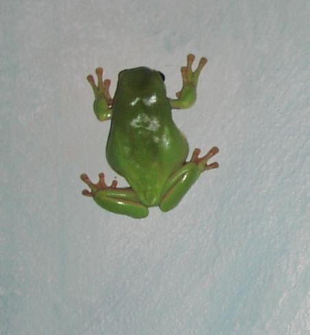 Houdini Scaling the Great Blue Wall