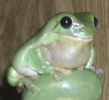 Houdini with bloated sac