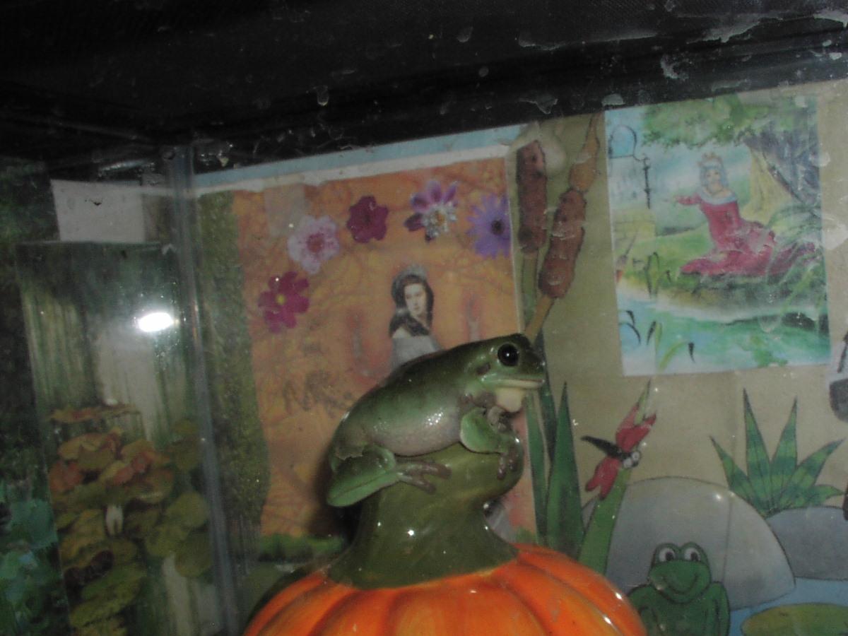 Milkshake on Pumpkin