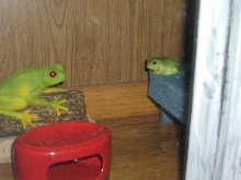 HoudiniwthBigFrog
