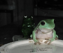 Frog posing for a picture with porcelain frog