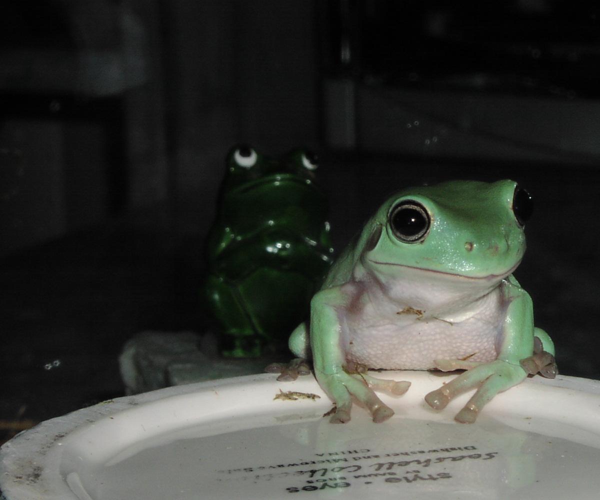 Frog posing for a picture with porcelain frog