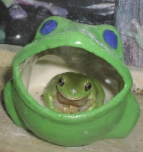 Frogwithfroginthroat