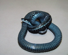 Blue Phase pickerings