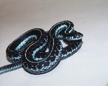 Blue Phase pickerings