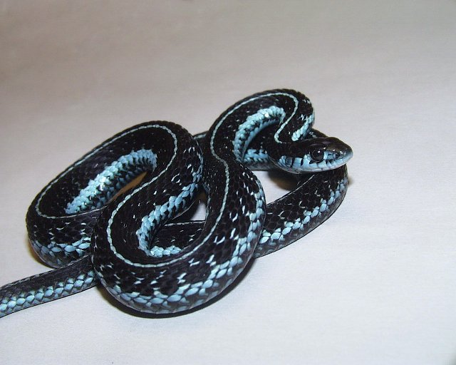 Blue Phase pickerings