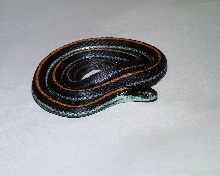Red Striped pickerings