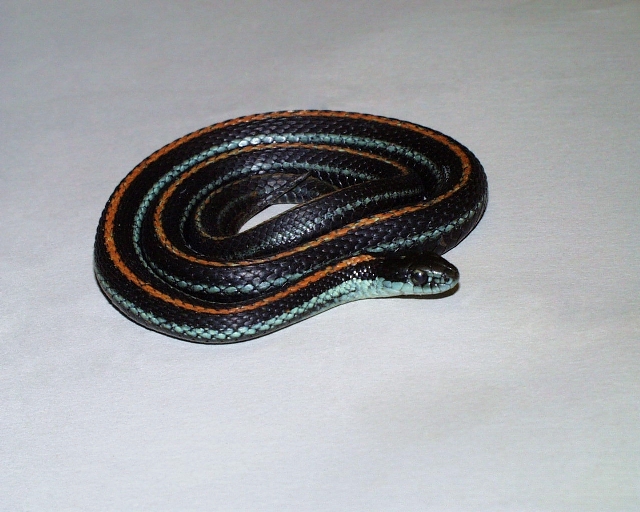 Red Striped pickerings