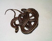 Red T.s.ordinoides