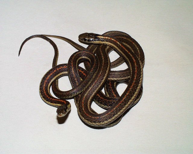 Red T.s.ordinoides