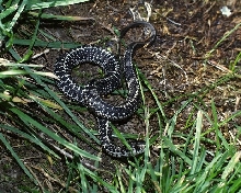 Baby ordinoides