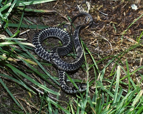 Baby ordinoides