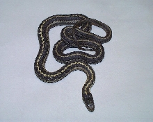 Wandering Garter