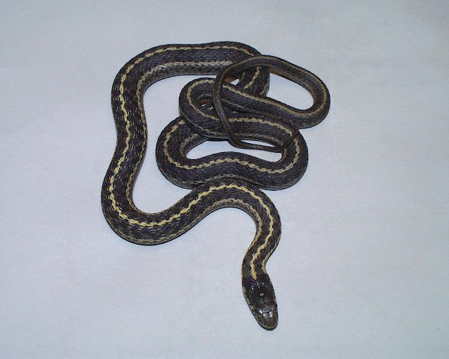 Wandering Garter
