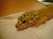 Leo