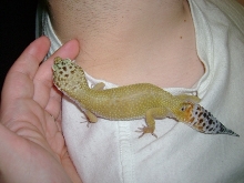 leo