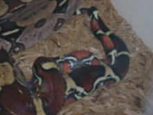 Deak and Scars Copulating