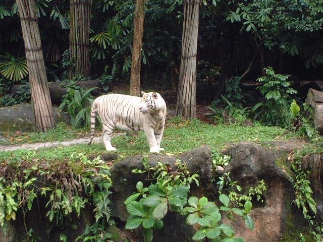 Picture I took @ the Singapore Zoo