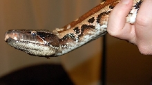 Red Blood in shed