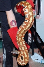 Big Male Blood