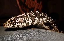 Shiva Hanging Out
