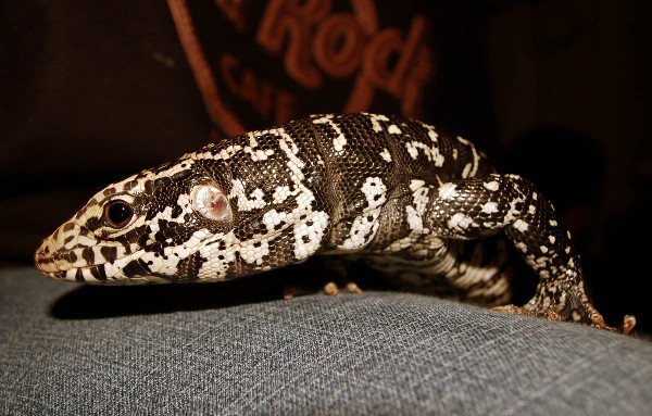 Shiva Hanging Out
