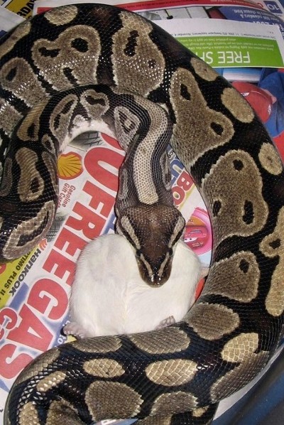 Female Eating
