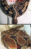 Male and Female