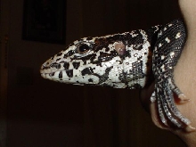 Shiva-The Black and White Tegu