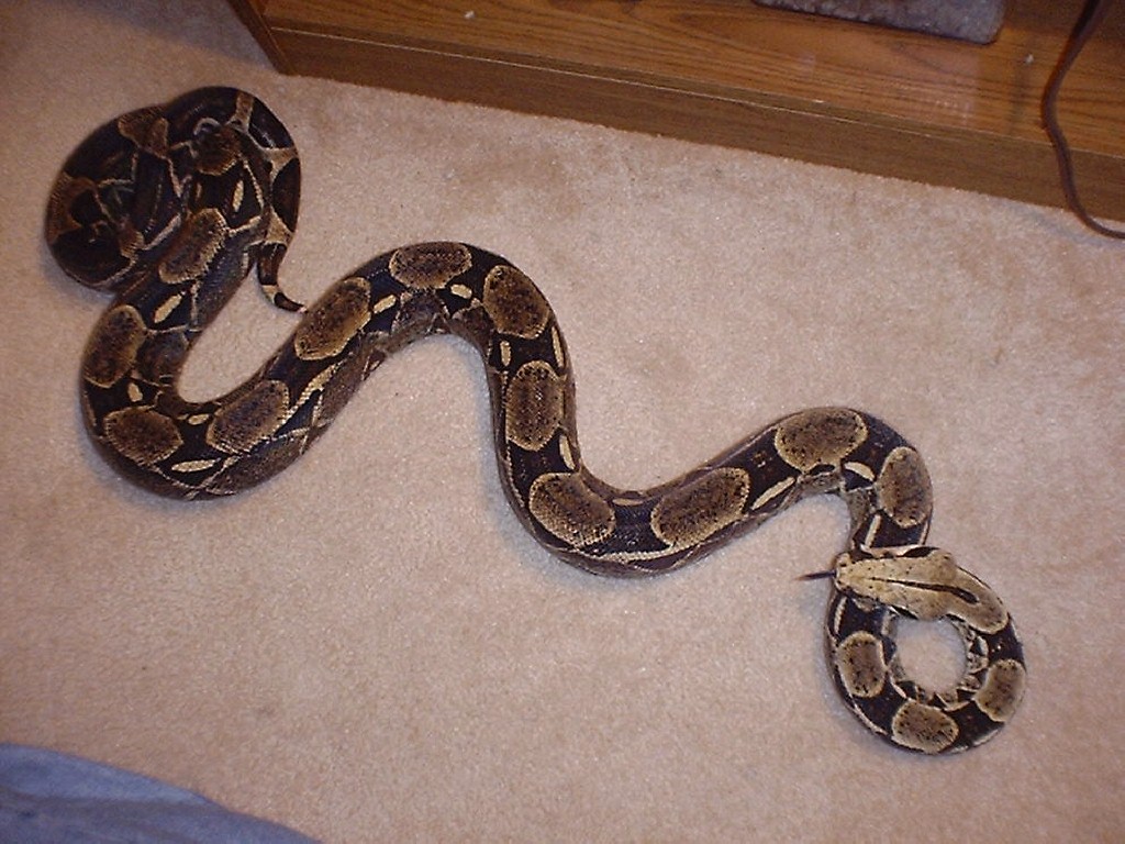 boa body shot