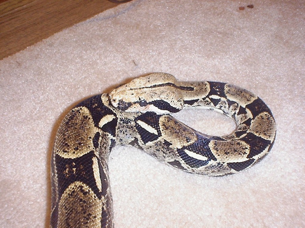 BOA HEAD SHOT