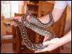 DRACO2