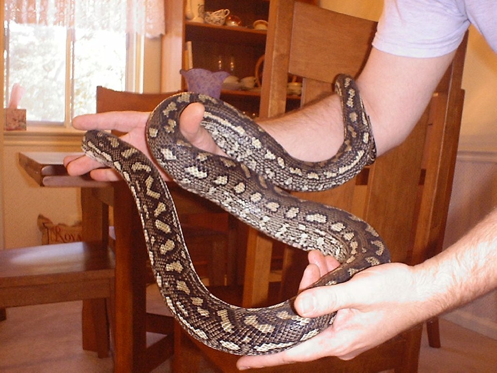 DRACO2
