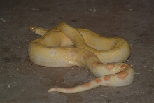 albino1