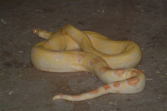 albino1