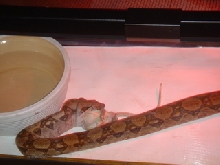 benny eating
